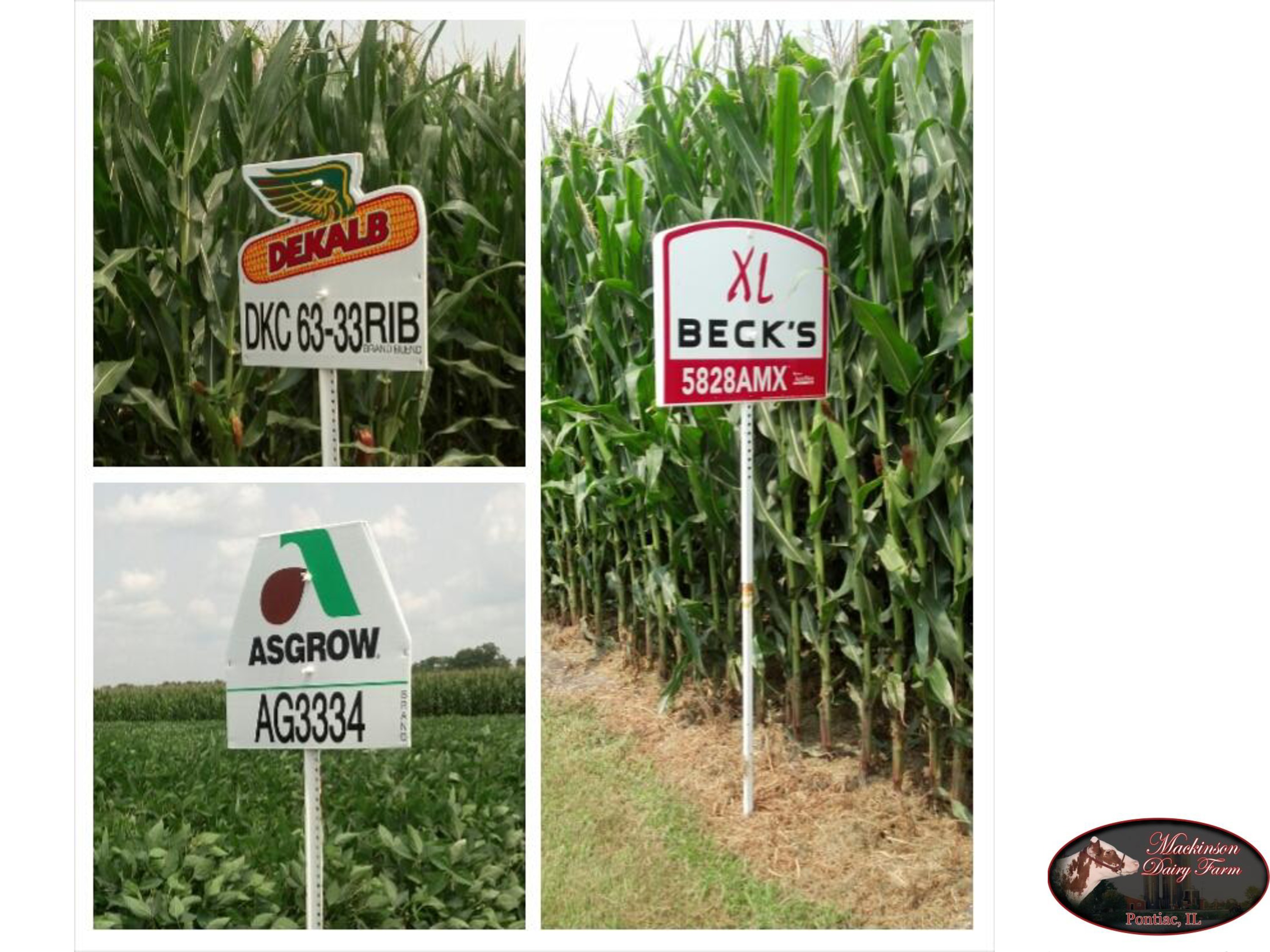 What are some different varieties of Dekalb corn seed?
