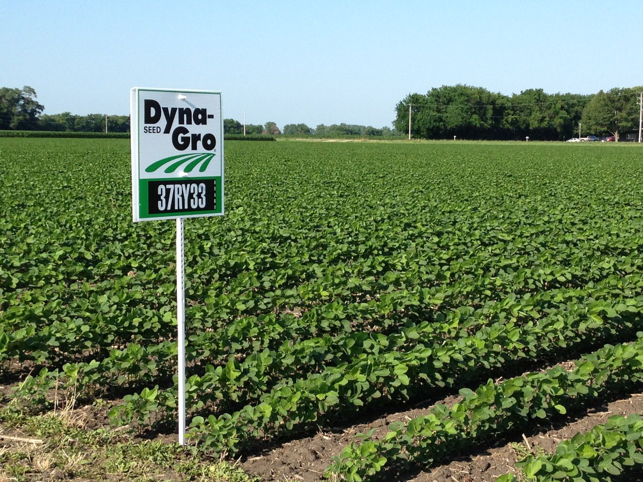 DG soybean field (2)