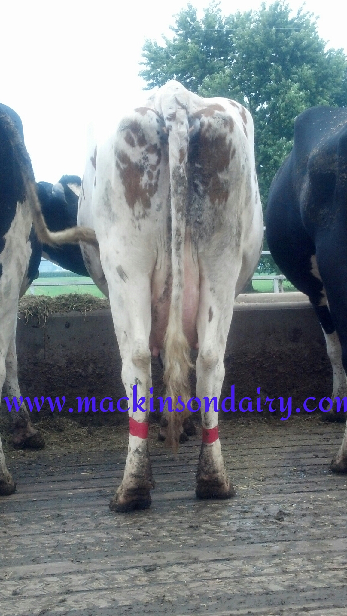 Cow that has been treated with antibiotics.