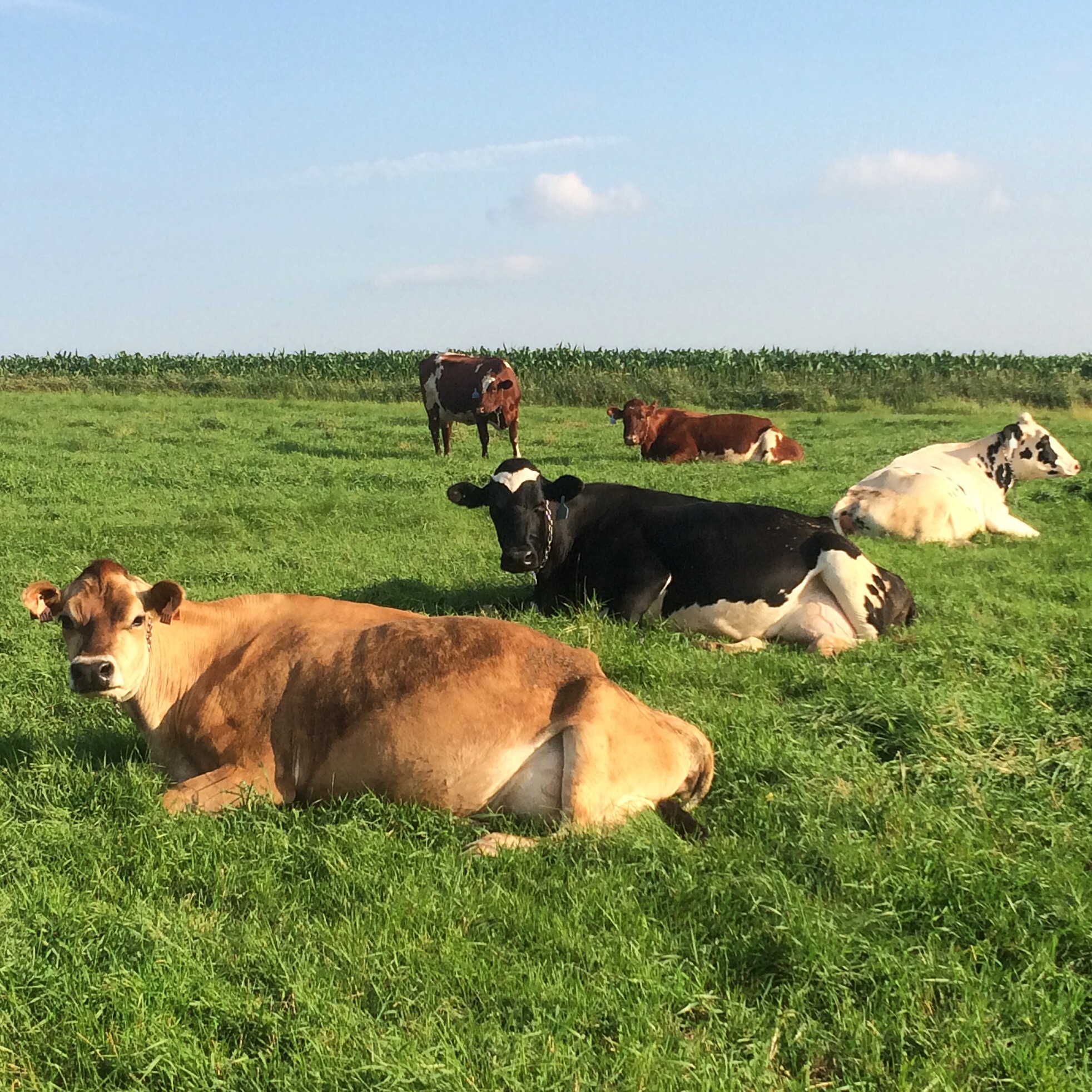 cows-pasture