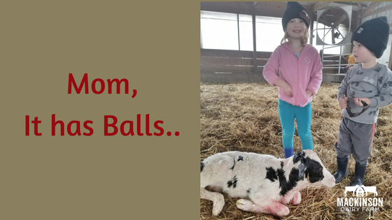 Mommy, the newborn calf has balls!